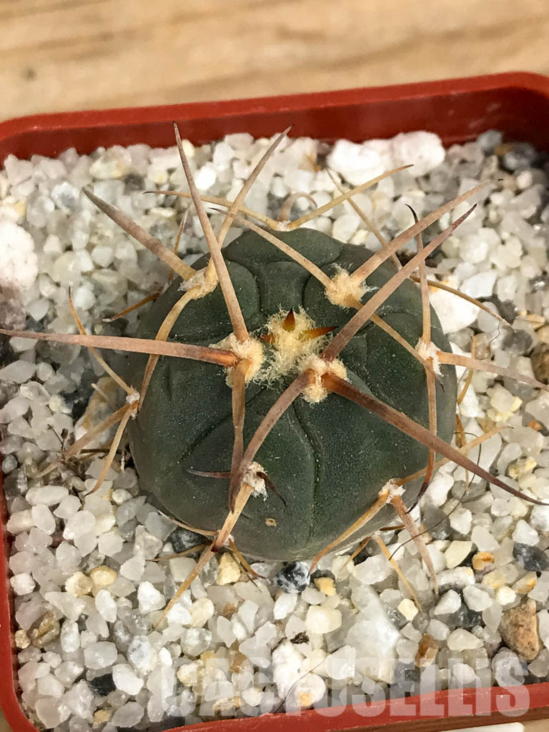 SHPR6198 Gymnocalycium spegazzinii MT 07-286, Salta, El Carmen, La Cabańa, 1924 m, Argentina - Image 6