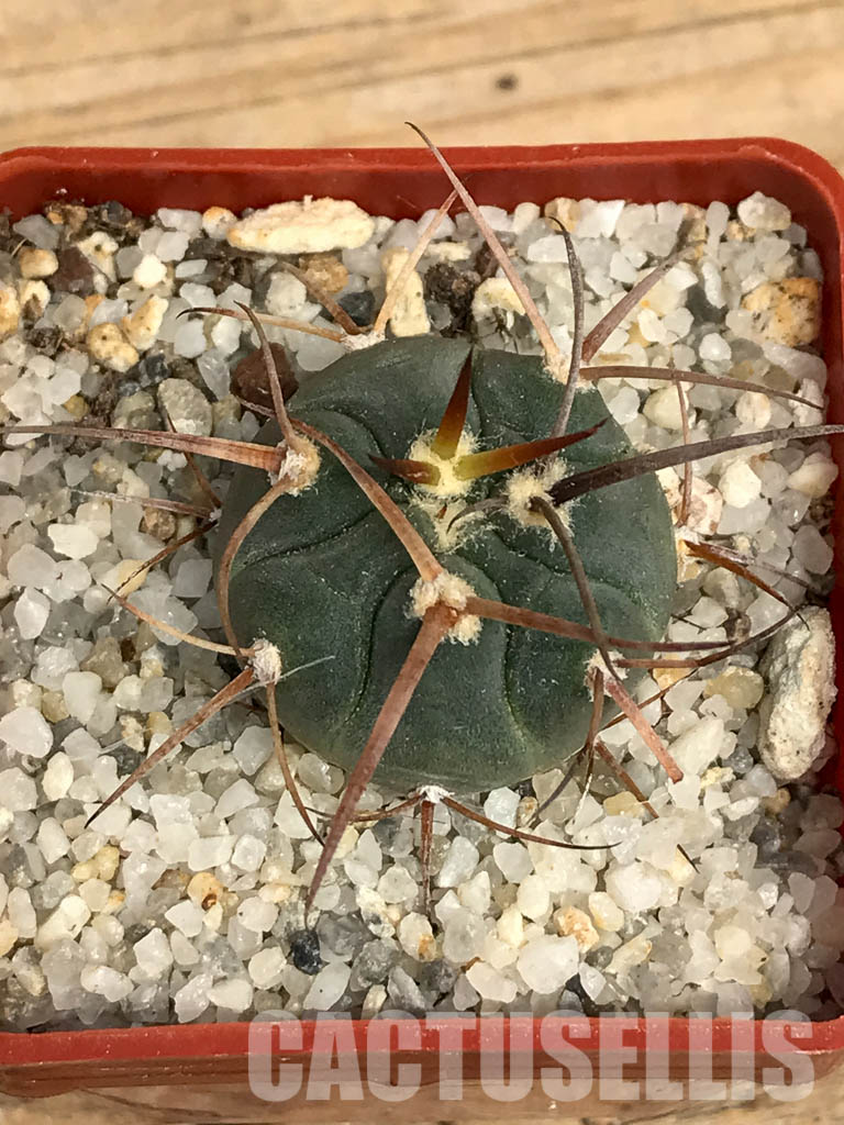 SHPR6198 Gymnocalycium spegazzinii MT 07-286, Salta, El Carmen, La Cabańa, 1924 m, Argentina - Image 7