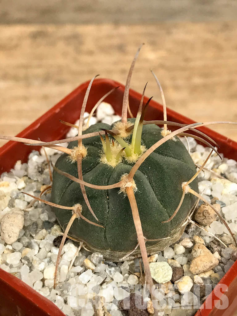 SHPR6202 Gymnocalycium cardenasianum v. armatum VS 300, Parokia, Rio Toraja Puno, Tarija, 2854m, Bolivia - 画像 (3)
