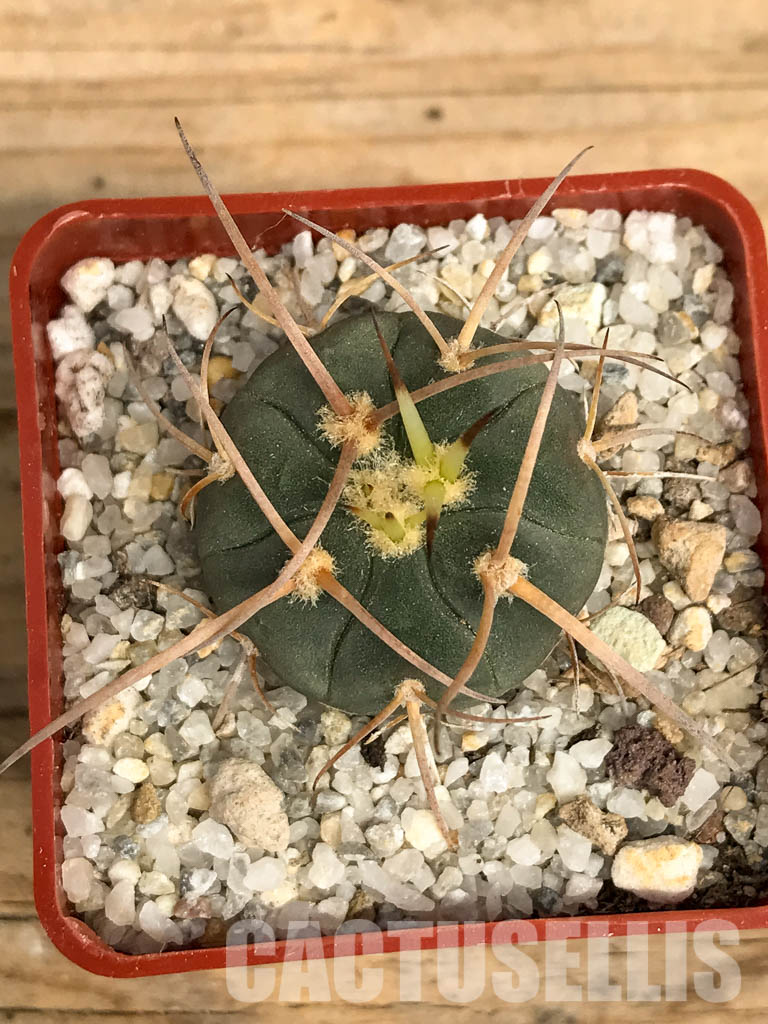 SHPR6202 Gymnocalycium cardenasianum v. armatum VS 300, Parokia, Rio Toraja Puno, Tarija, 2854m, Bolivia - 画像 (4)
