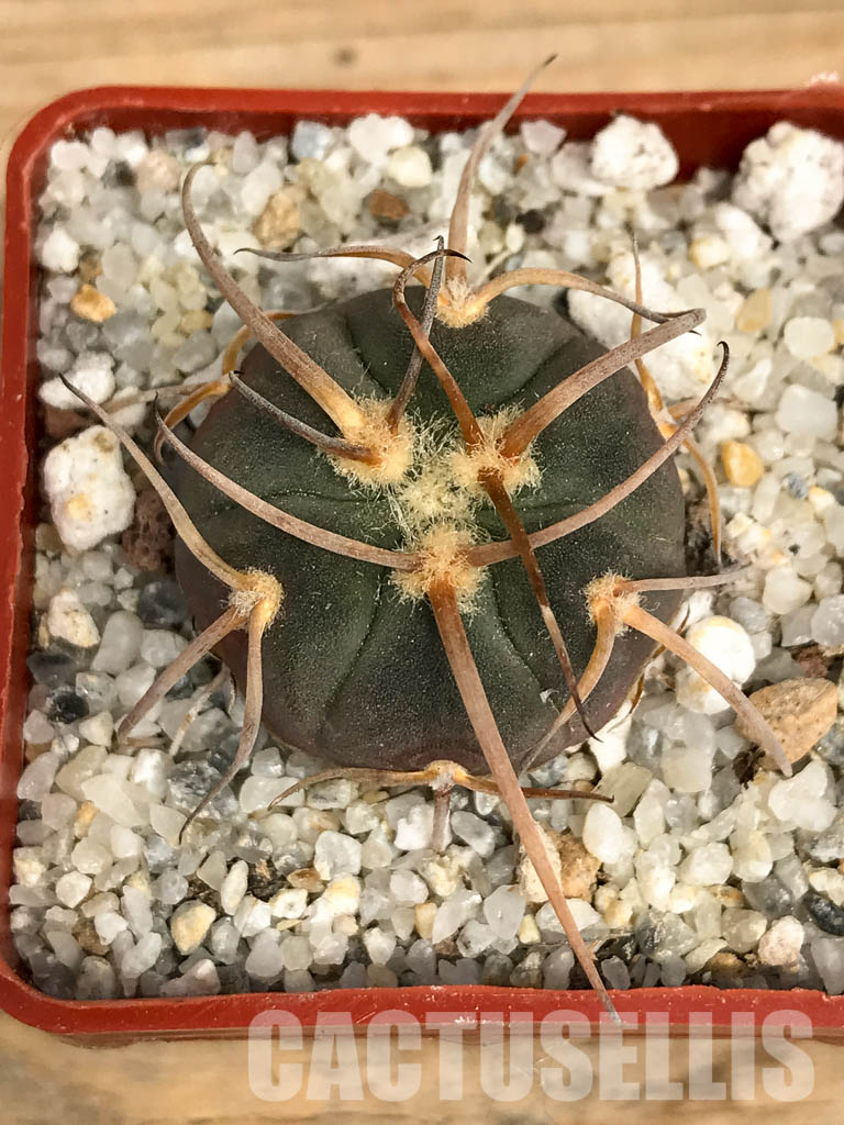SHPR6202 Gymnocalycium cardenasianum v. armatum VS 300, Parokia, Rio Toraja Puno, Tarija, 2854m, Bolivia