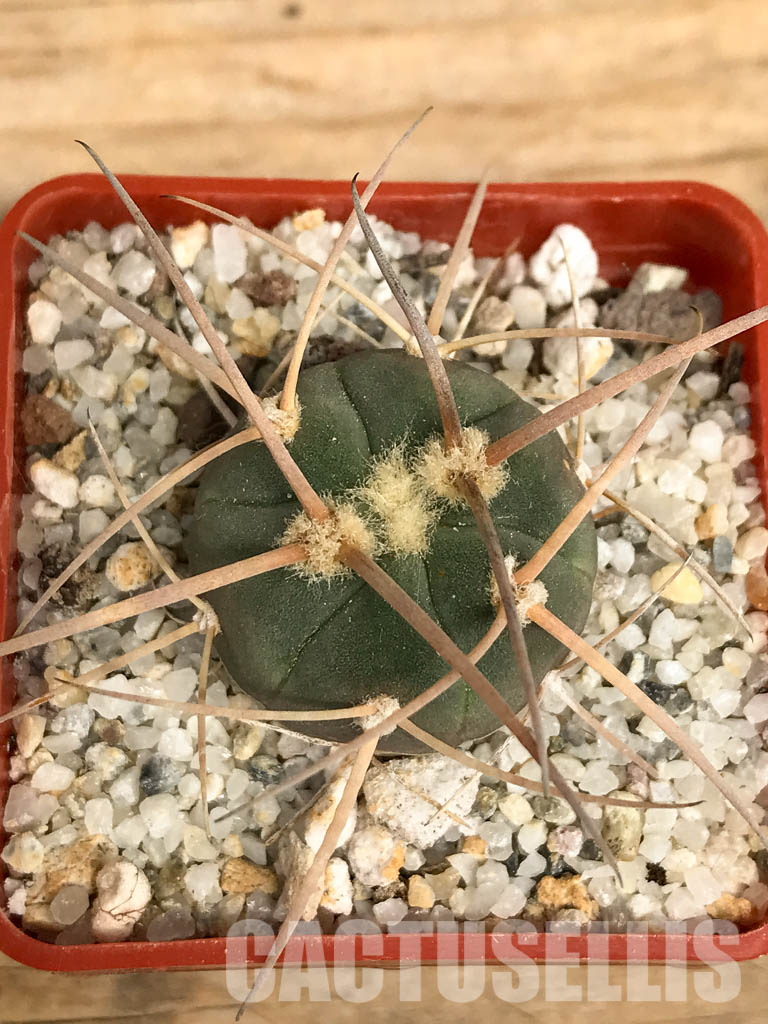 SHPR6202 Gymnocalycium cardenasianum v. armatum VS 300, Parokia, Rio Toraja Puno, Tarija, 2854m, Bolivia - 画像 (6)