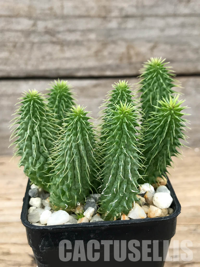 SHPR6206 Huernia pillansii, Cape Prov., South Africa - Image 2