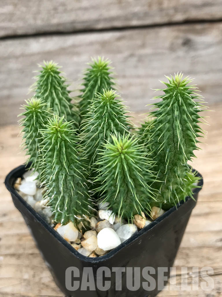 SHPR6206 Huernia pillansii, Cape Prov., South Africa - Image 3