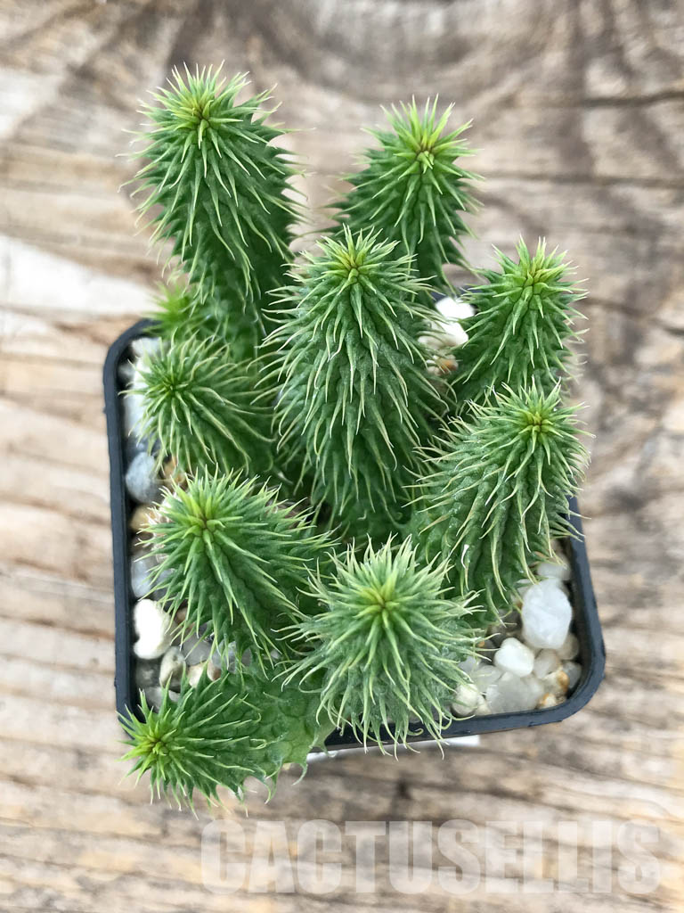SHPR6206 Huernia pillansii, Cape Prov., South Africa - Image 4