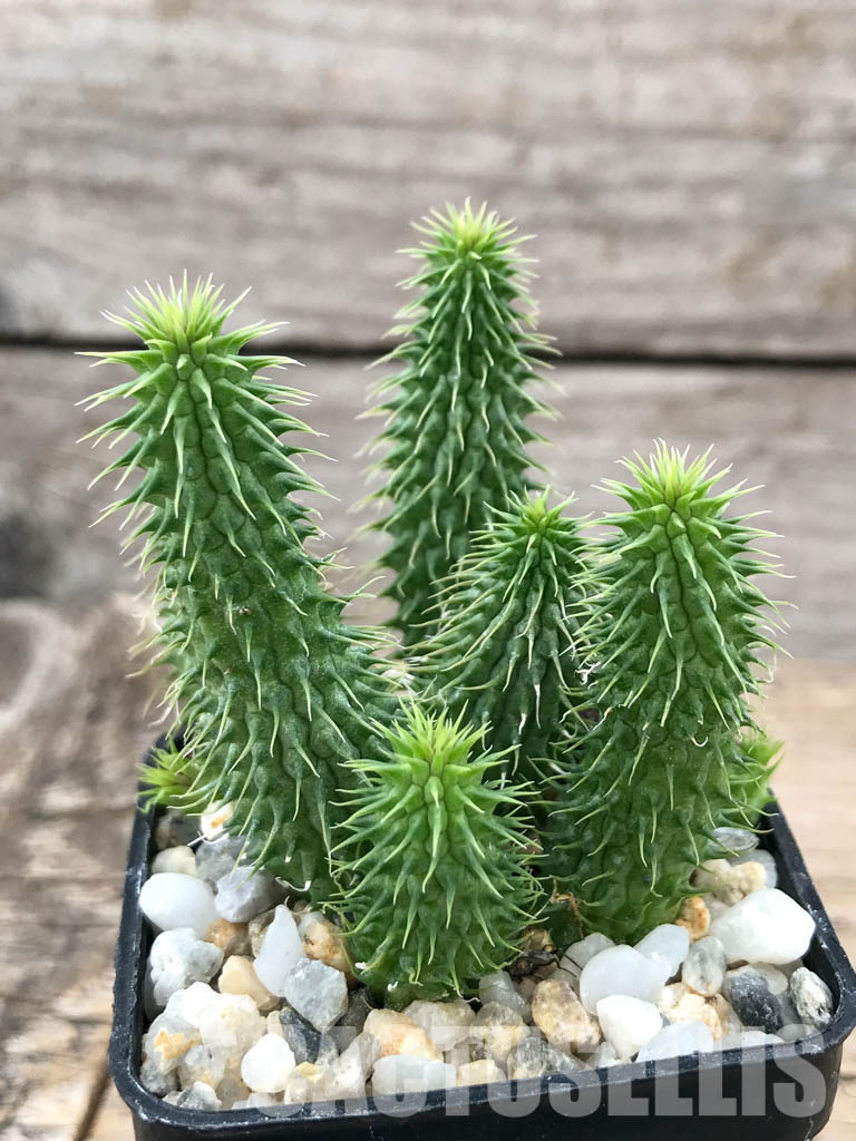 SHPR6206 Huernia pillansii, Cape Prov., South Africa - Image 5