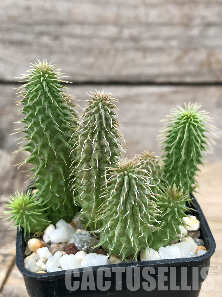 SHPR6206 Huernia pillansii, Cape Prov., South Africa - Image 6