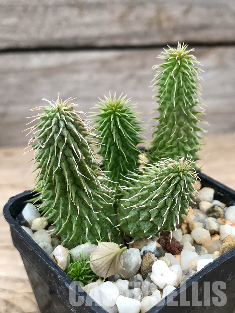 SHPR6206 Huernia pillansii, Cape Prov., South Africa - Image 7