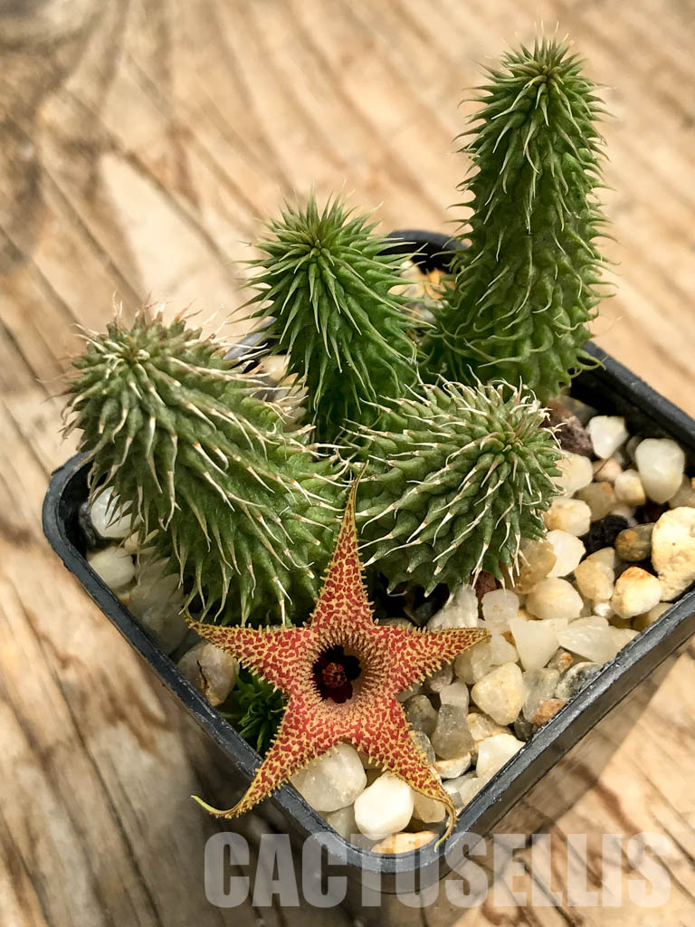 SHPR6206 Huernia pillansii, Cape Prov., South Africa - Image 8