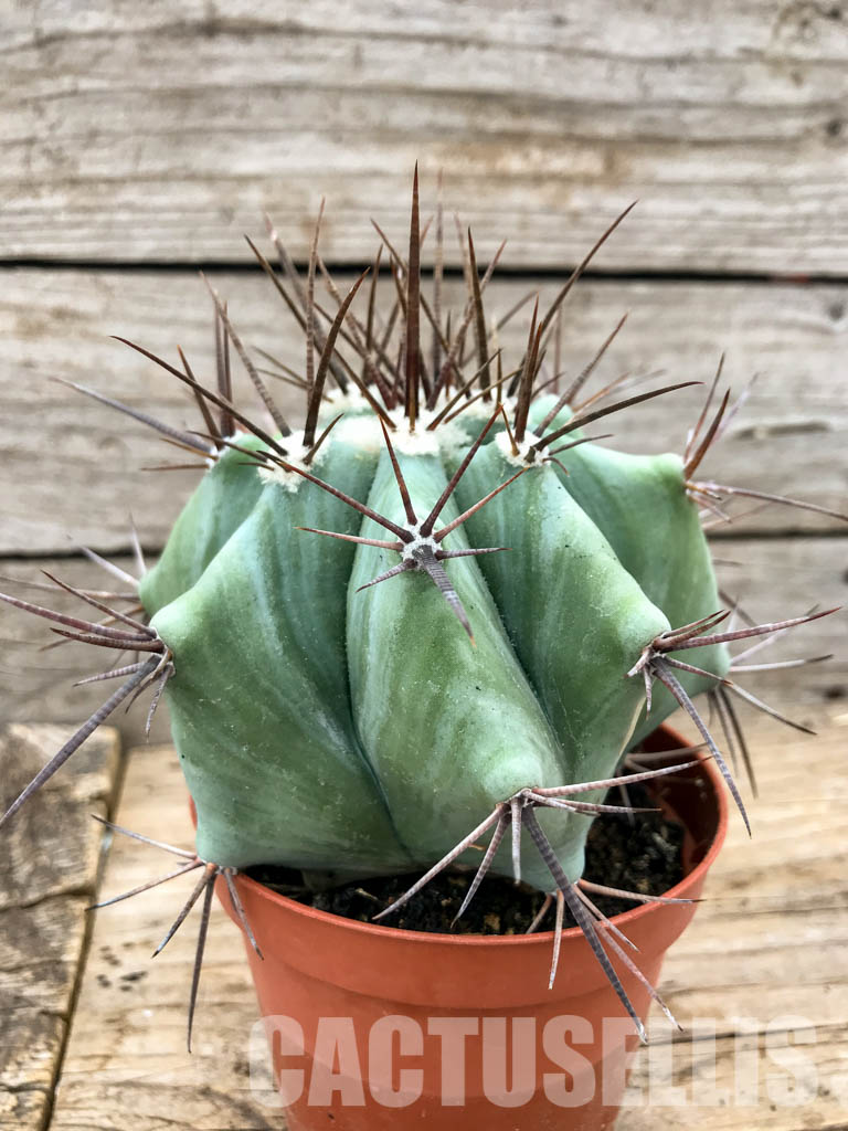 SH6209 Echinocactus platyacanthus - Image 2