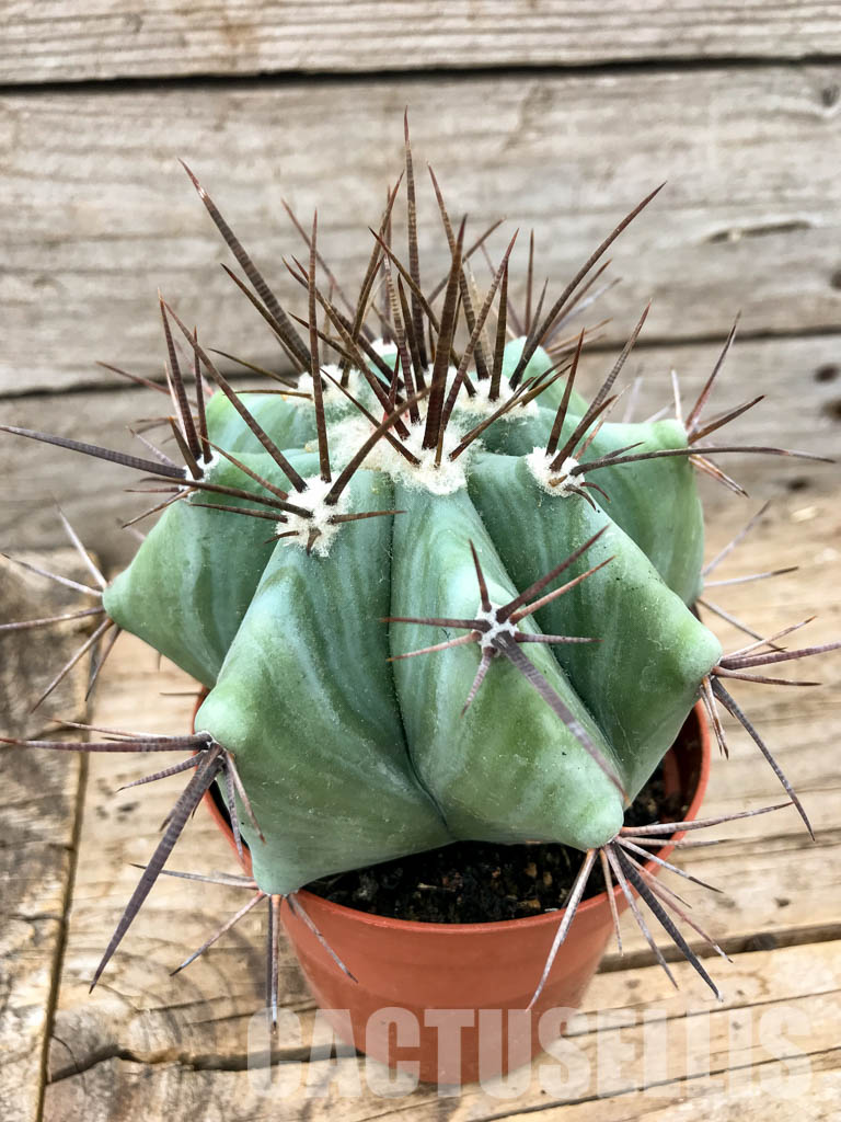 SH6209 Echinocactus platyacanthus - Image 3