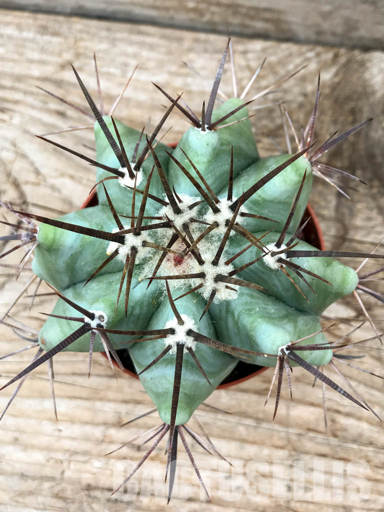 SH6209 Echinocactus platyacanthus