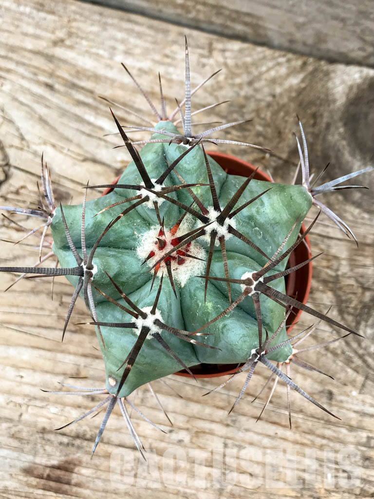 SH6209 Echinocactus platyacanthus - Image 5