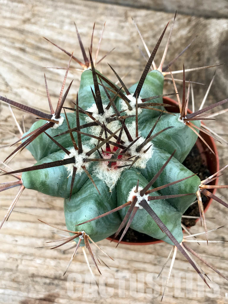 SH6209 Echinocactus platyacanthus - Image 6