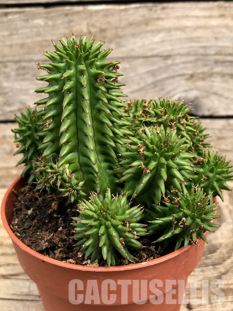 SH6214 Euphorbia suzannae - Image 2