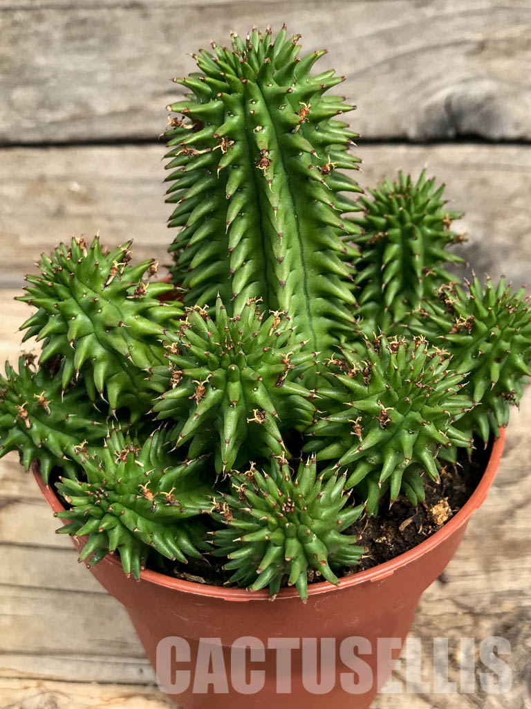 SH6214 Euphorbia suzannae - Image 3