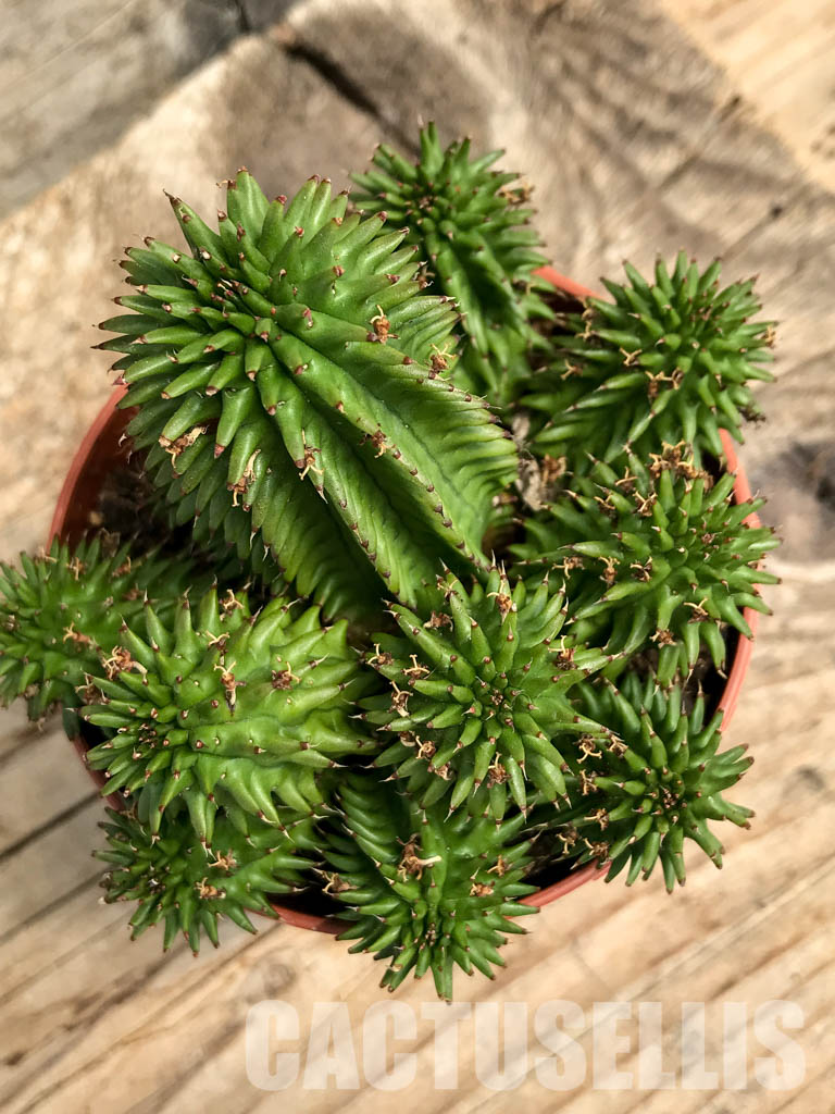 SH6214 Euphorbia suzannae - Image 4