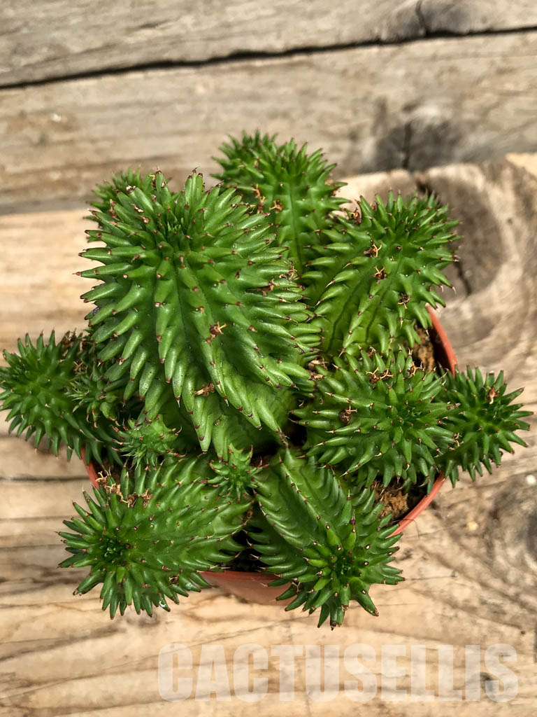 SH6214 Euphorbia suzannae - Image 5