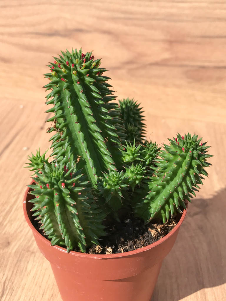 SH6214 Euphorbia suzannae - Image 6