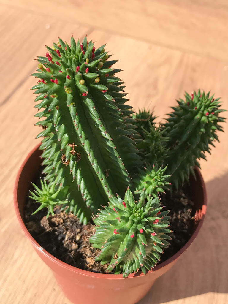 SH6214 Euphorbia suzannae