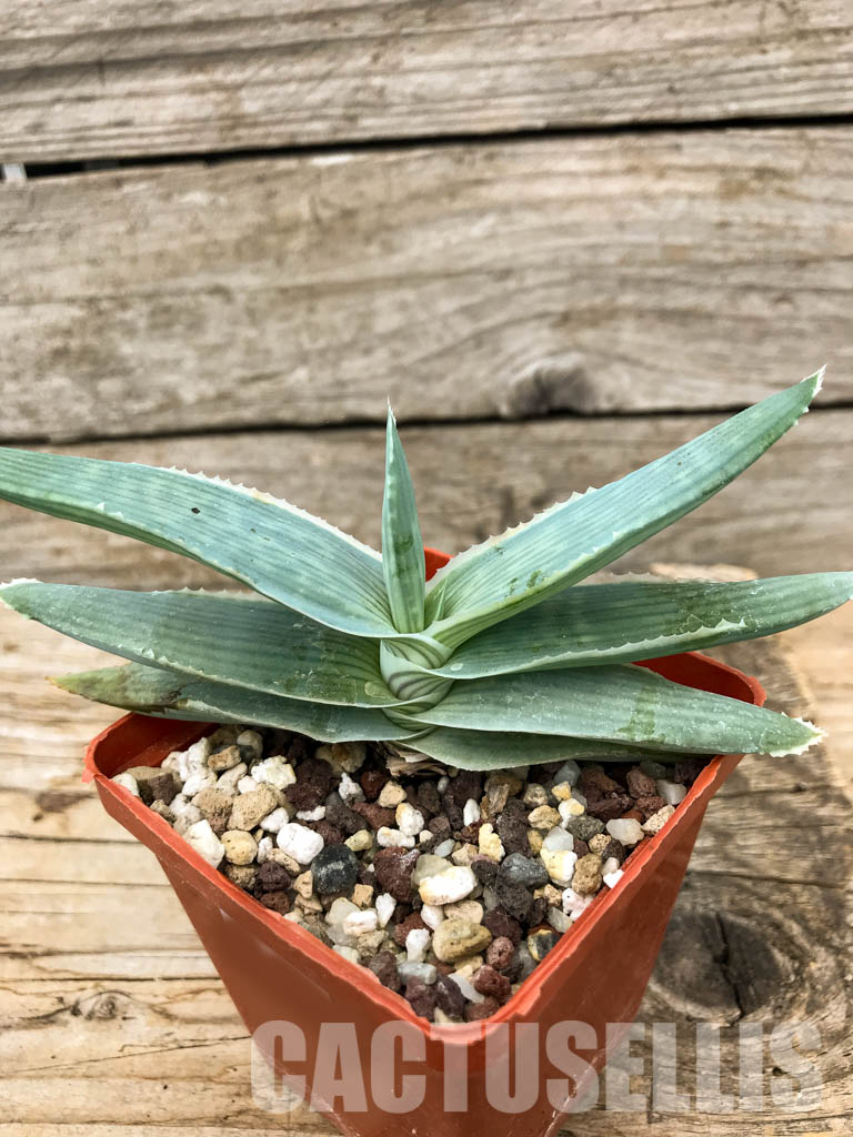 SHPR6219 Aloe reynoldsii - immagine 2