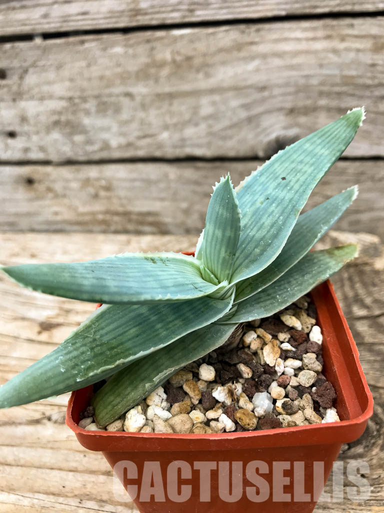 SHPR6219 Aloe reynoldsii - immagine 3