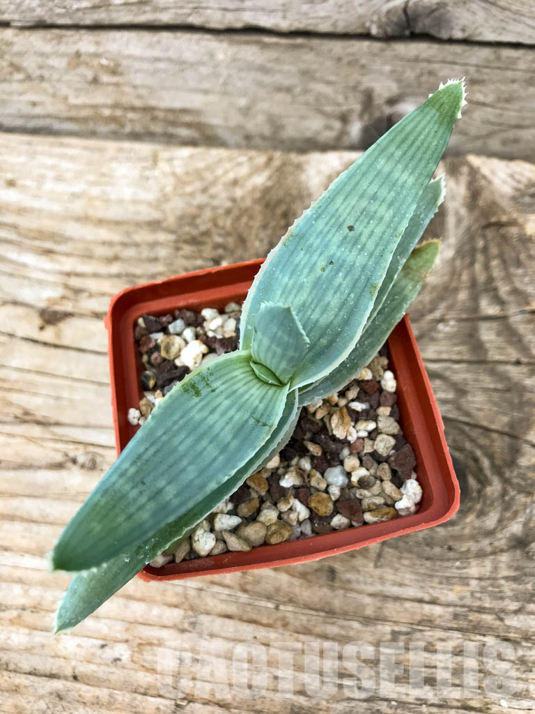 SHPR6219 Aloe reynoldsii - immagine 4