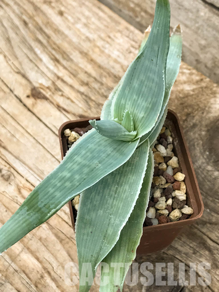 SHPR6219 Aloe reynoldsii