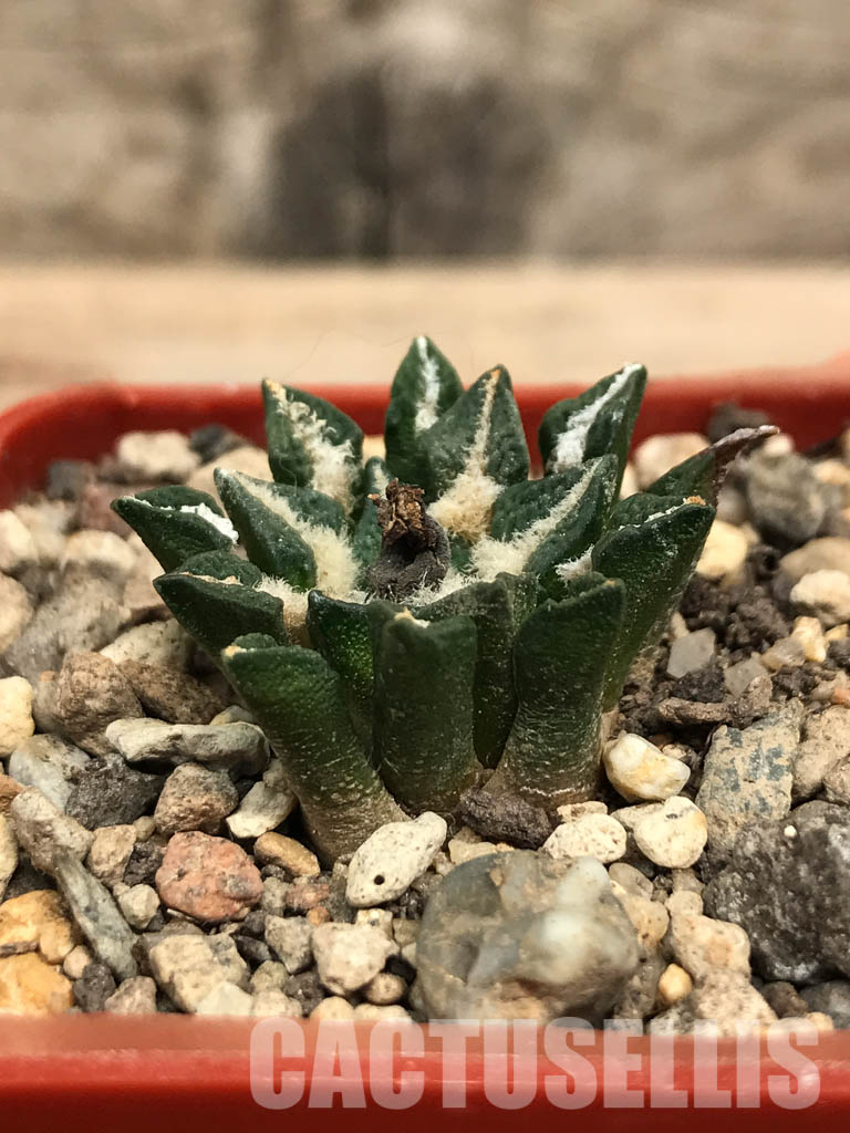 SHPR6248 Ariocarpus kotschoubeyanus var. elephantidens, central Coahuila, Mexico - Image 2