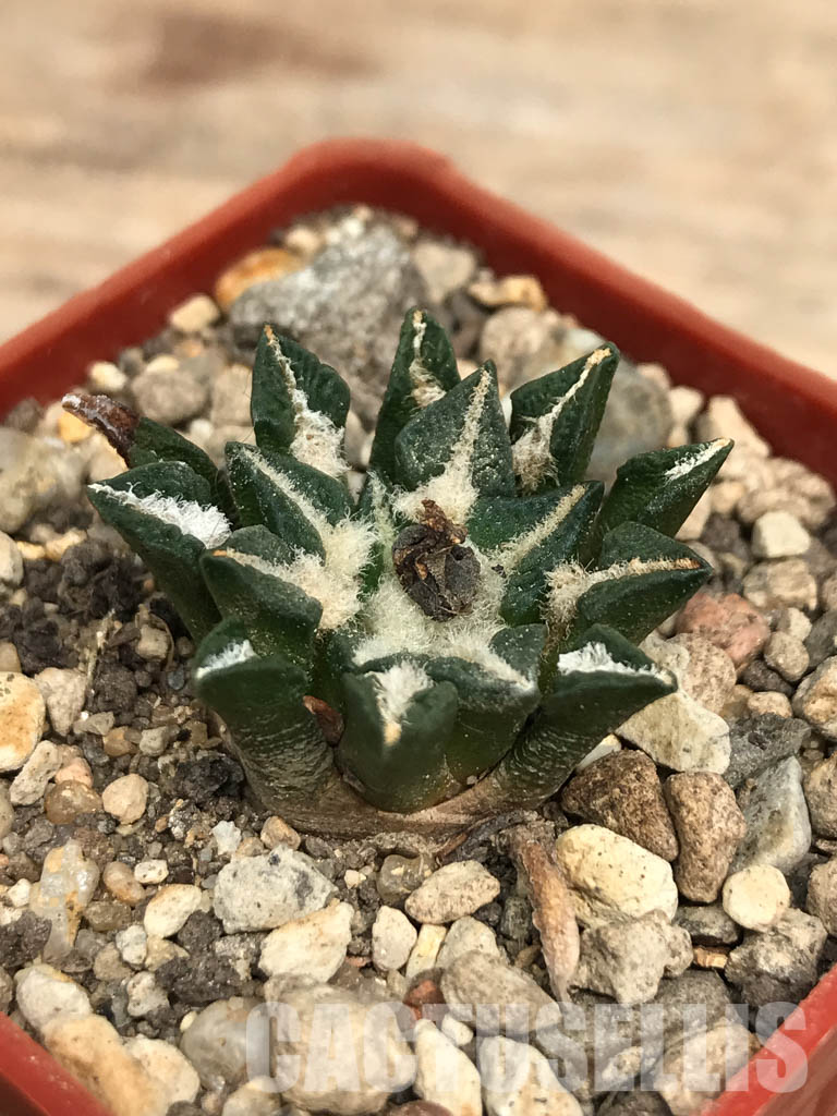 SHPR6248 Ariocarpus kotschoubeyanus var. elephantidens, central Coahuila, Mexico - Image 3