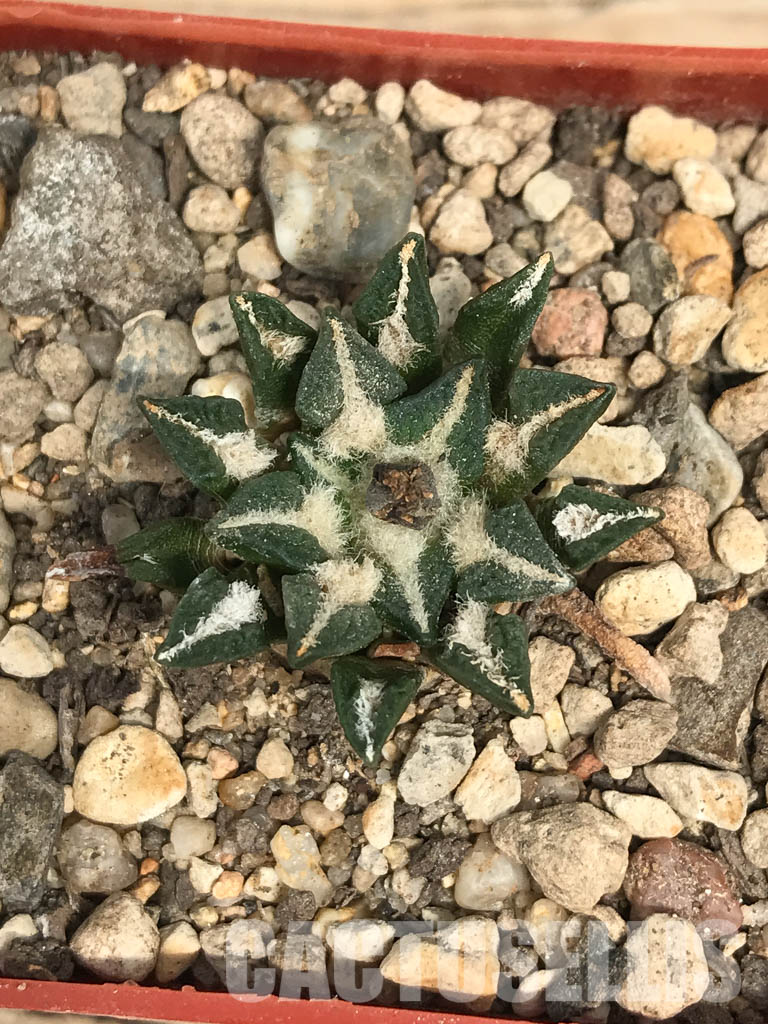 SHPR6248 Ariocarpus kotschoubeyanus var. elephantidens, central Coahuila, Mexico - Image 4