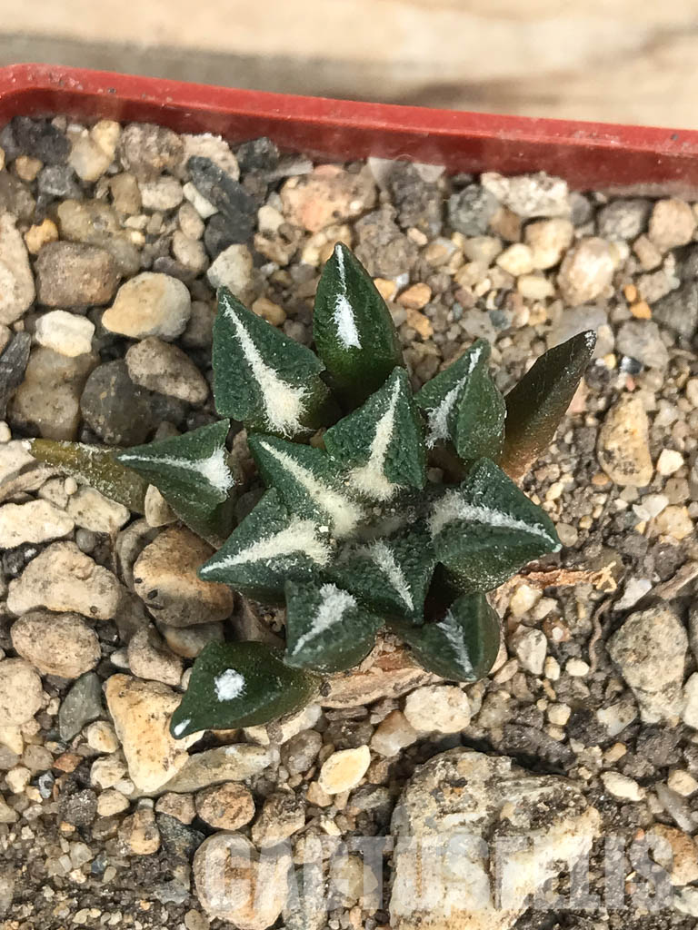 SHPR6248 Ariocarpus kotschoubeyanus var. elephantidens, central Coahuila, Mexico - Image 5