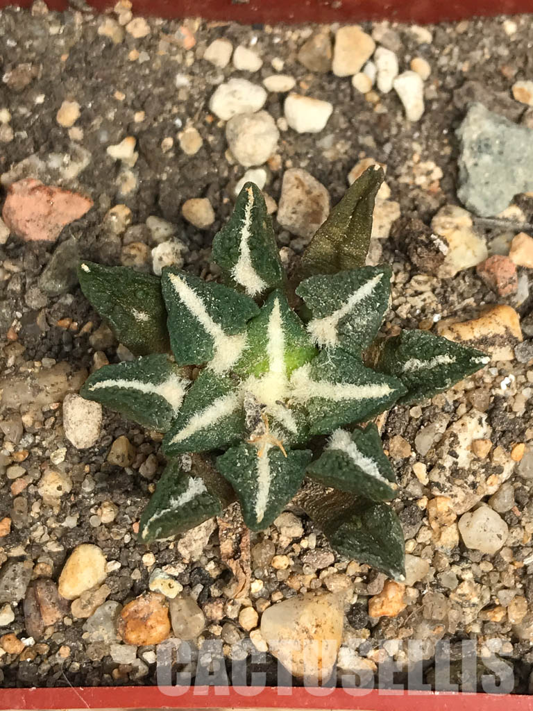 SHPR6248 Ariocarpus kotschoubeyanus var. elephantidens, central Coahuila, Mexico - Image 6