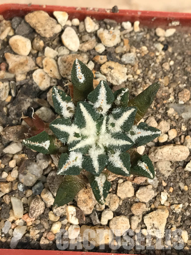SHPR6248 Ariocarpus kotschoubeyanus var. elephantidens, central Coahuila, Mexico - Image 7