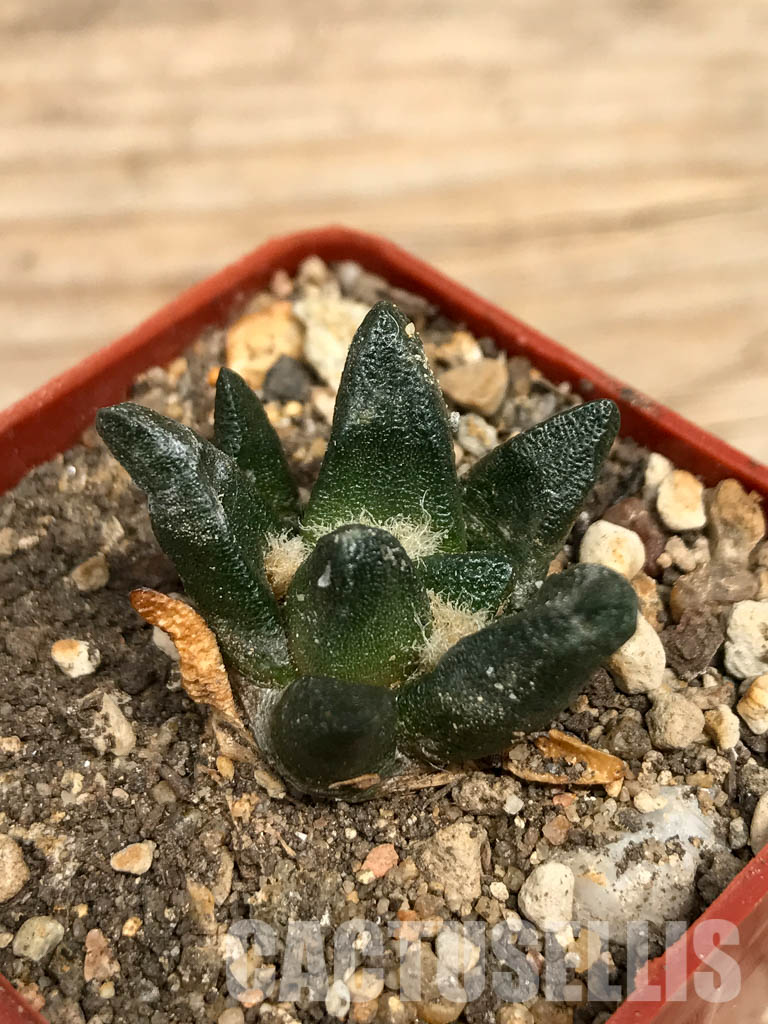 SHPR6249 Ariocarpus scapharostrus var. robustus - Image 2