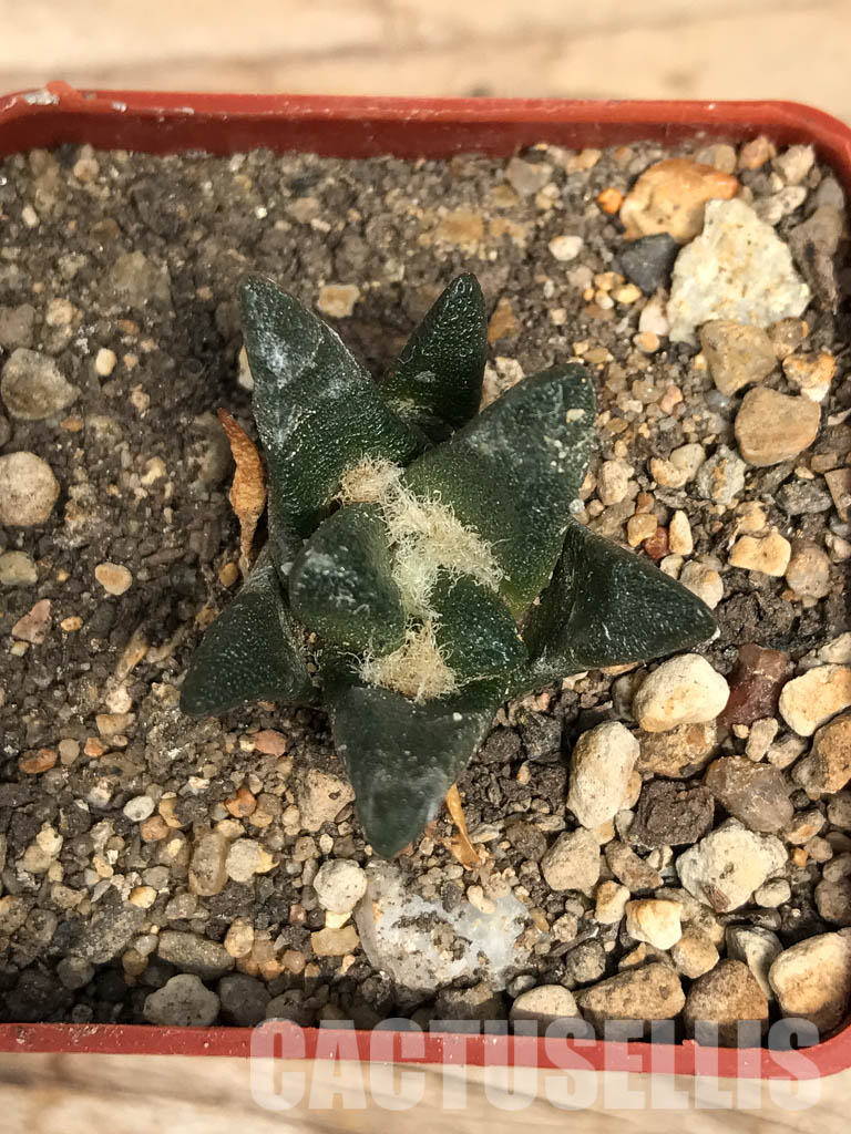 SHPR6249 Ariocarpus scapharostrus var. robustus - Image 3