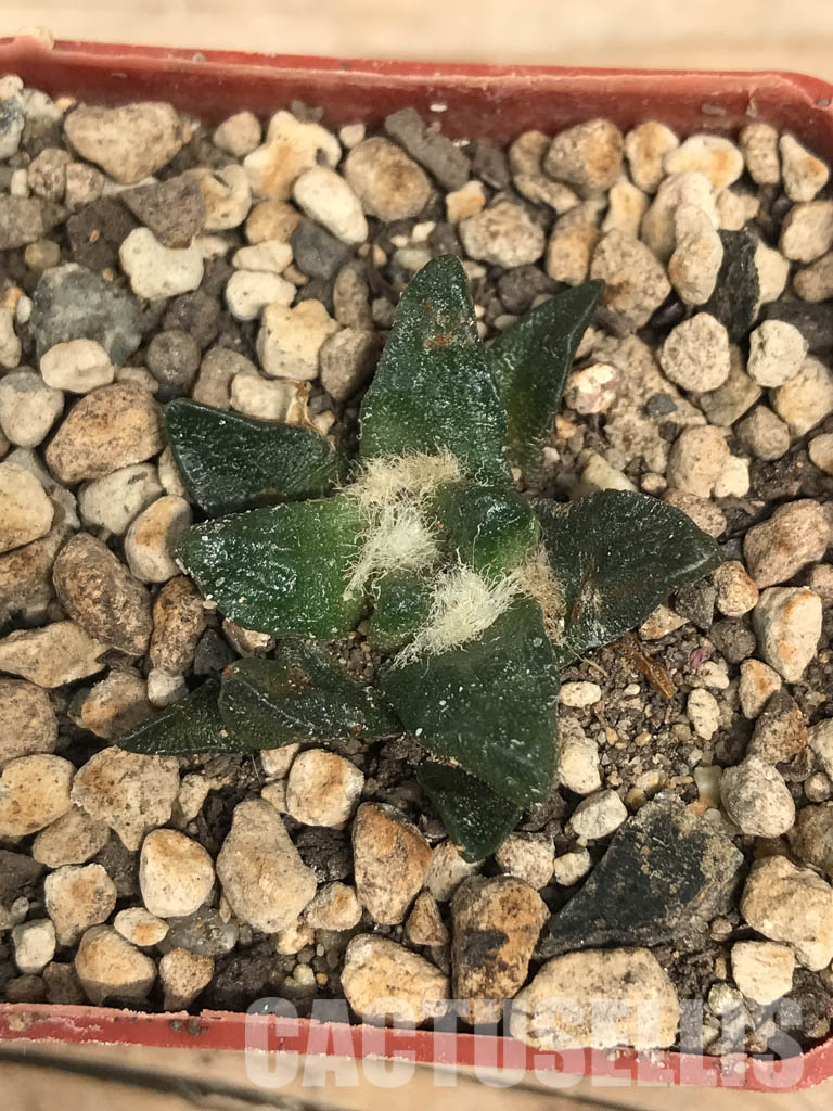 SHPR6249 Ariocarpus scapharostrus var. robustus