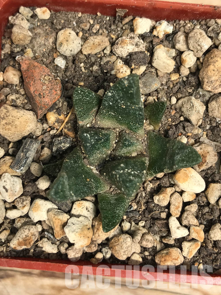 SHPR6249 Ariocarpus scapharostrus var. robustus - Image 5