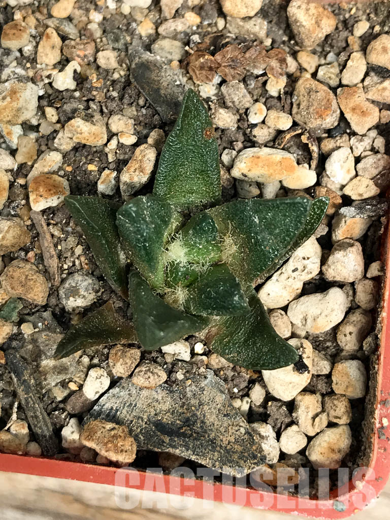 SHPR6249 Ariocarpus scapharostrus var. robustus - Image 6