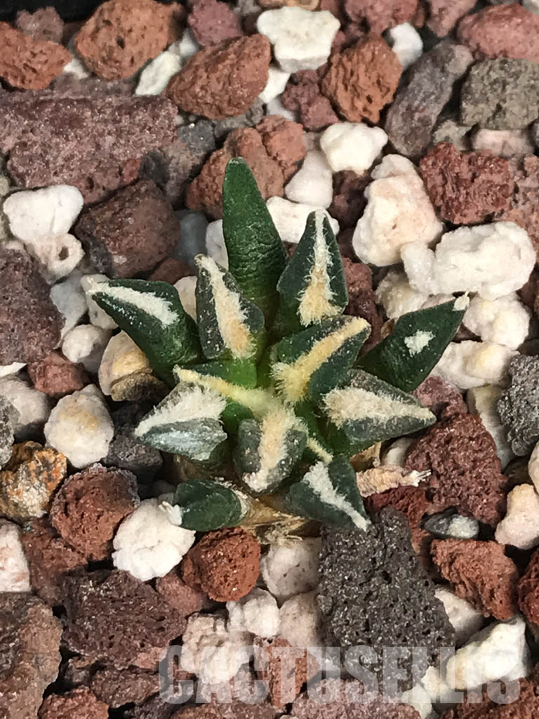 SHPR6250 Ariocarpus kotschoubeyanus var. elephantidens, Rioverde, San Luis Potosí, Mexico - Image 2