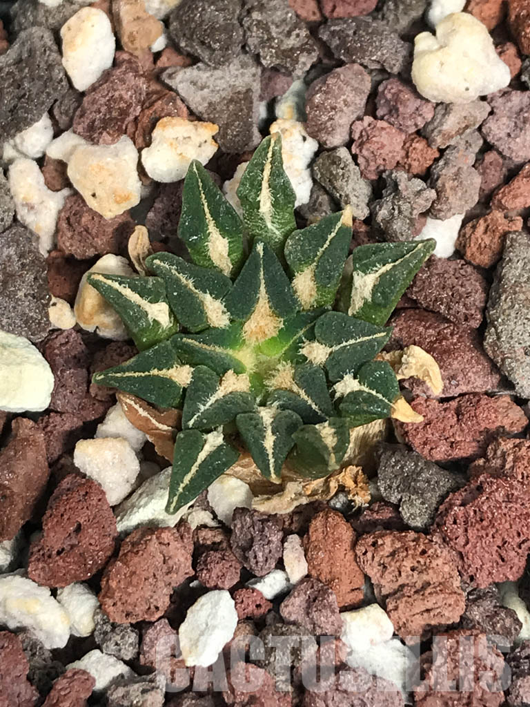 SHPR6250 Ariocarpus kotschoubeyanus var. elephantidens, Rioverde, San Luis Potosí, Mexico - Image 3