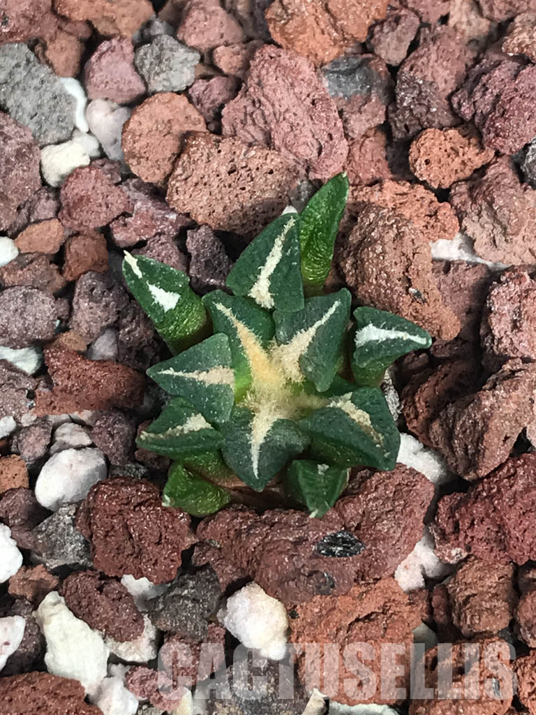 SHPR6250 Ariocarpus kotschoubeyanus var. elephantidens, Rioverde, San Luis Potosí, Mexico - Image 4