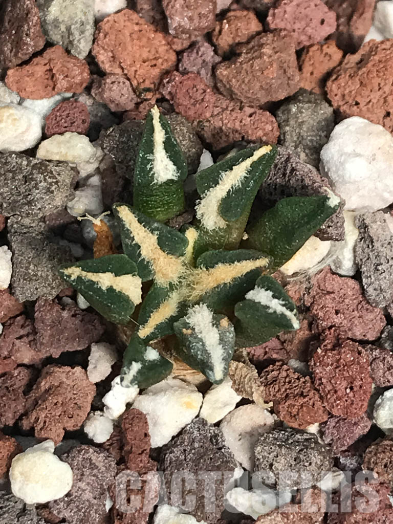 SHPR6250 Ariocarpus kotschoubeyanus var. elephantidens, Rioverde, San Luis Potosí, Mexico