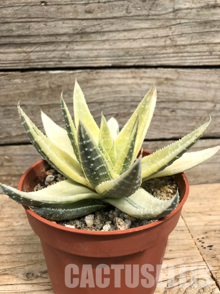 SHPR6258 Gasteraloe beguinii aurea variegated - Image 2