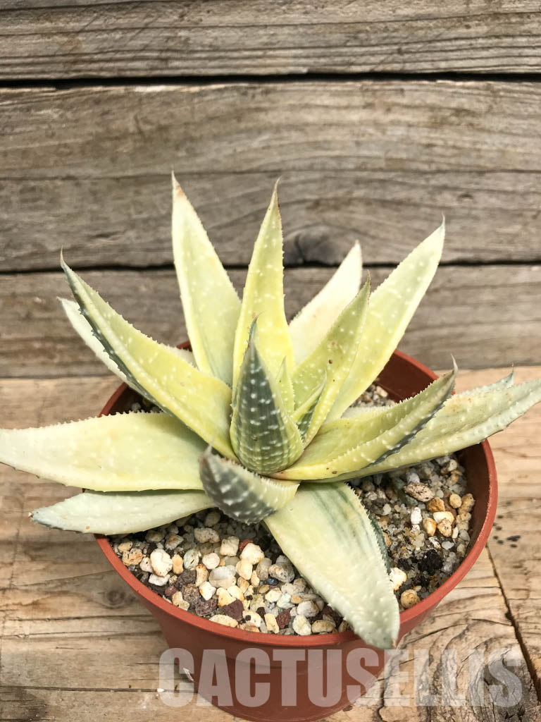 SHPR6258 Gasteraloe beguinii aurea variegated - Image 3