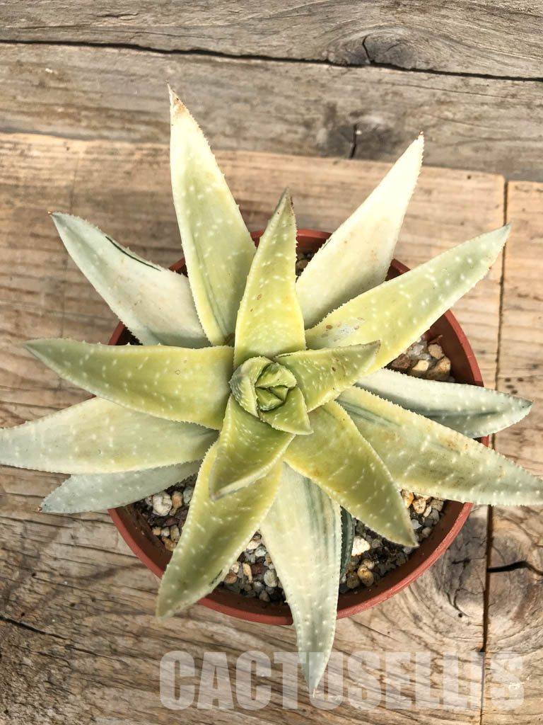 SHPR6258 Gasteraloe beguinii aurea variegated - Image 4