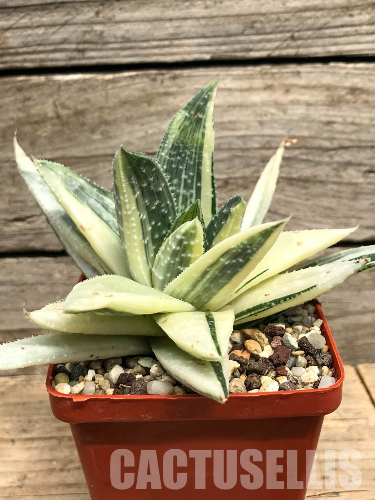 SHPR6259 Gasteraloe beguinii aurea variegated - Image 2