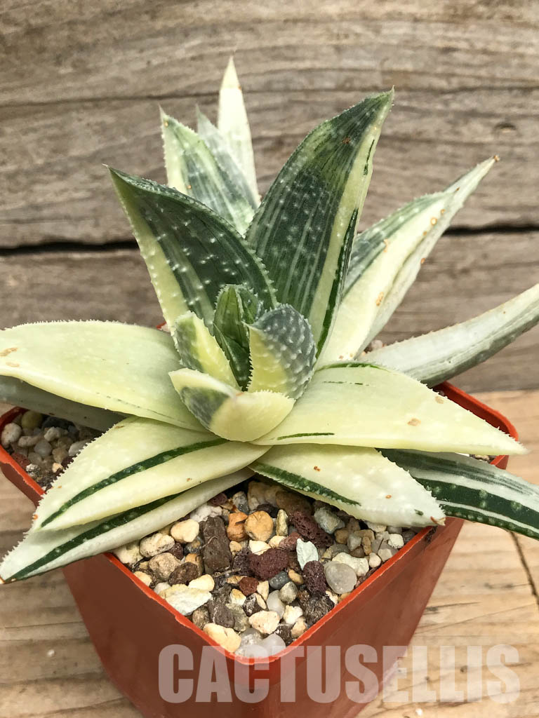 SHPR6259 Gasteraloe beguinii aurea variegated - Image 3