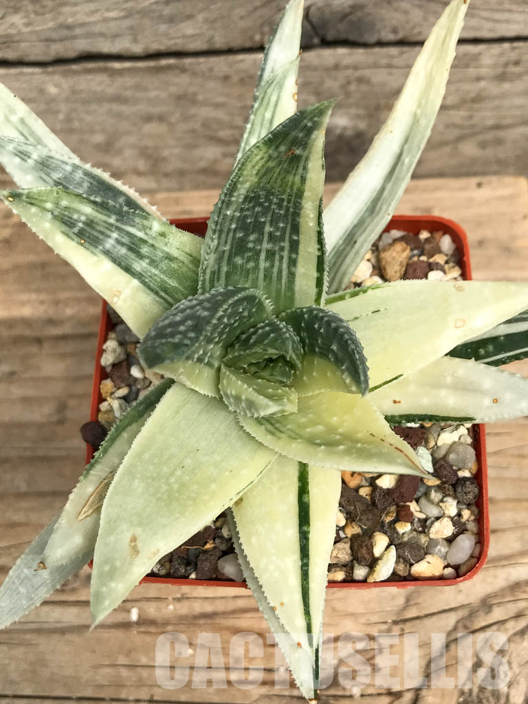 SHPR6259 Gasteraloe beguinii aurea variegated - Image 4