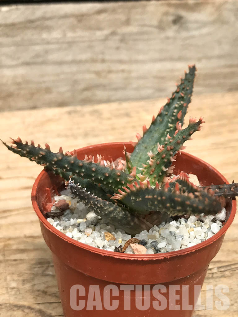 SHPR6264 Aloe hybrid - Image 3